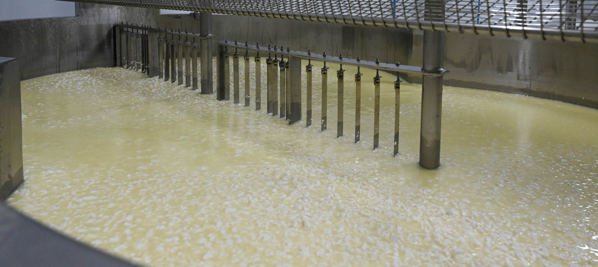 Cuajada de leche de oveja en la cuba de la quesería