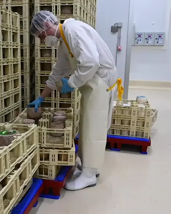 Revisando los quesos en la cámara de curación