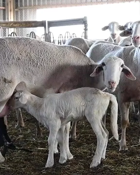 Una oveja con su cordero en la granja