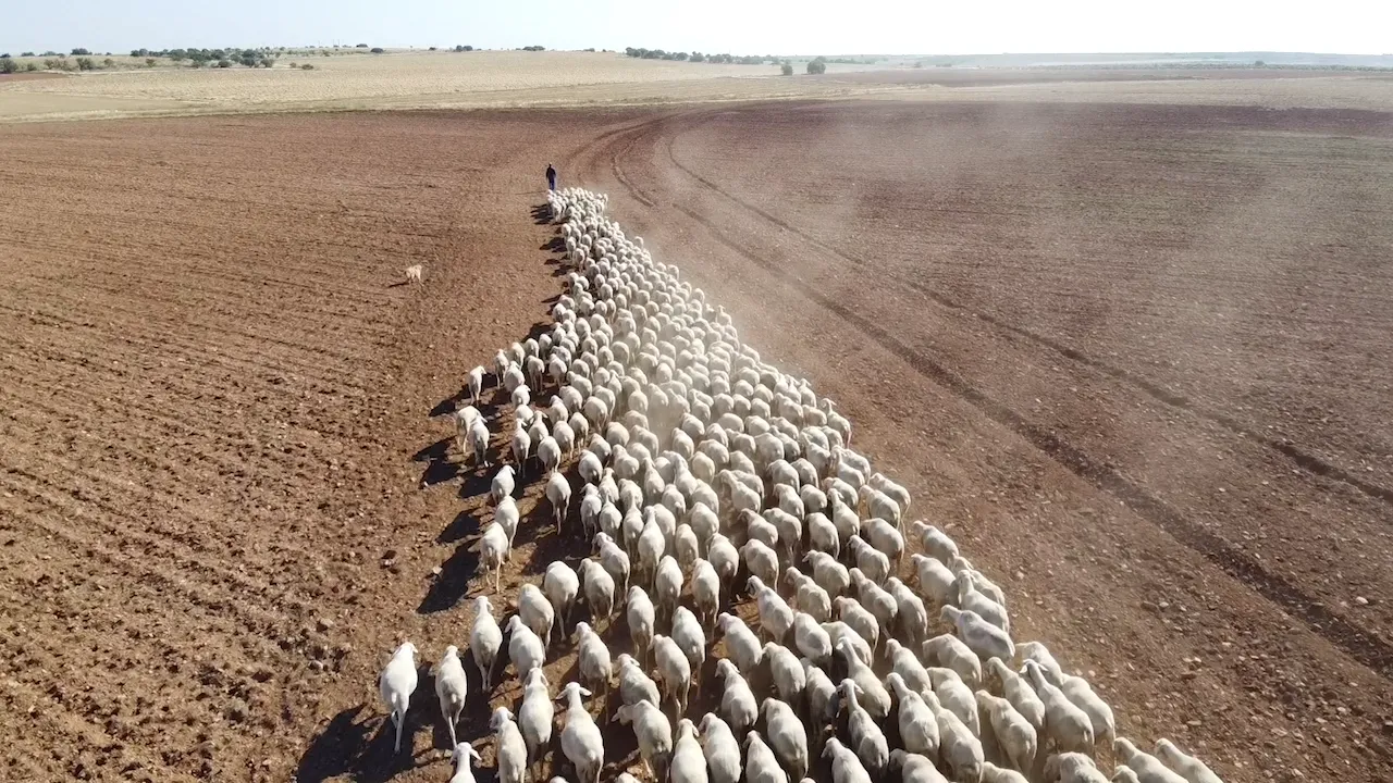 Rebaño de ovejas de raza manchega de la familia en el campo de La Solana